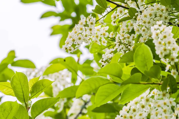 Soluk yeşil yaprak arka planda demet beyaz çiçekler ile çiçeklenme sırasında Virginia kuş kiraz dalları