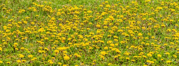 Yellow Dandelion Field Nearby Sharp Focus Centered Blurred One Dandelion — Stock Photo, Image