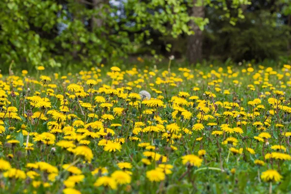 Yellow Dandelion Field Nearby Sharp Focus Centered Blurred One Dandelion — Stock Photo, Image