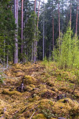 yeni huş ağaçları büyüdü açıklık boyunca kalın ladin kenarı; kuru dalları, kütükleri ve ormanın kenarında yosun çok