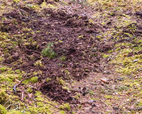 Lesní Prasata Nechala Hromadu Lesní Cestě Spousta Jehel Kuželů Mechu — Stock fotografie