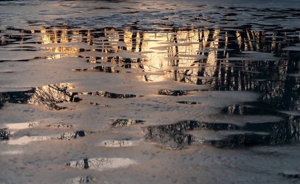 Reflejo Los Colores Amarillos Dorados Del Atardecer Troncos Árboles Ramas — Foto de Stock