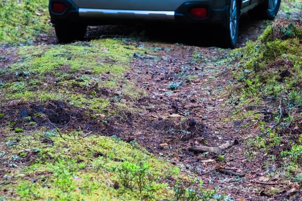 forest path with animal damaged the land; lots of conifer, moss and blueberry stalks with leaves; machine on the forest road