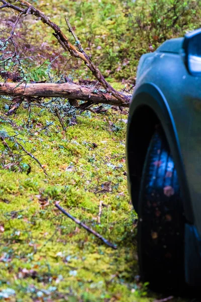 森の中の機械 苔の車輪が見え その前に松の乾いた枝がある — ストック写真