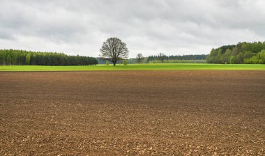 ilkbaharda tarım alanları, ön planda kahverengi, tarlanın ortasında daha fazla yeşil ve yalnız meşe, uzakta orman