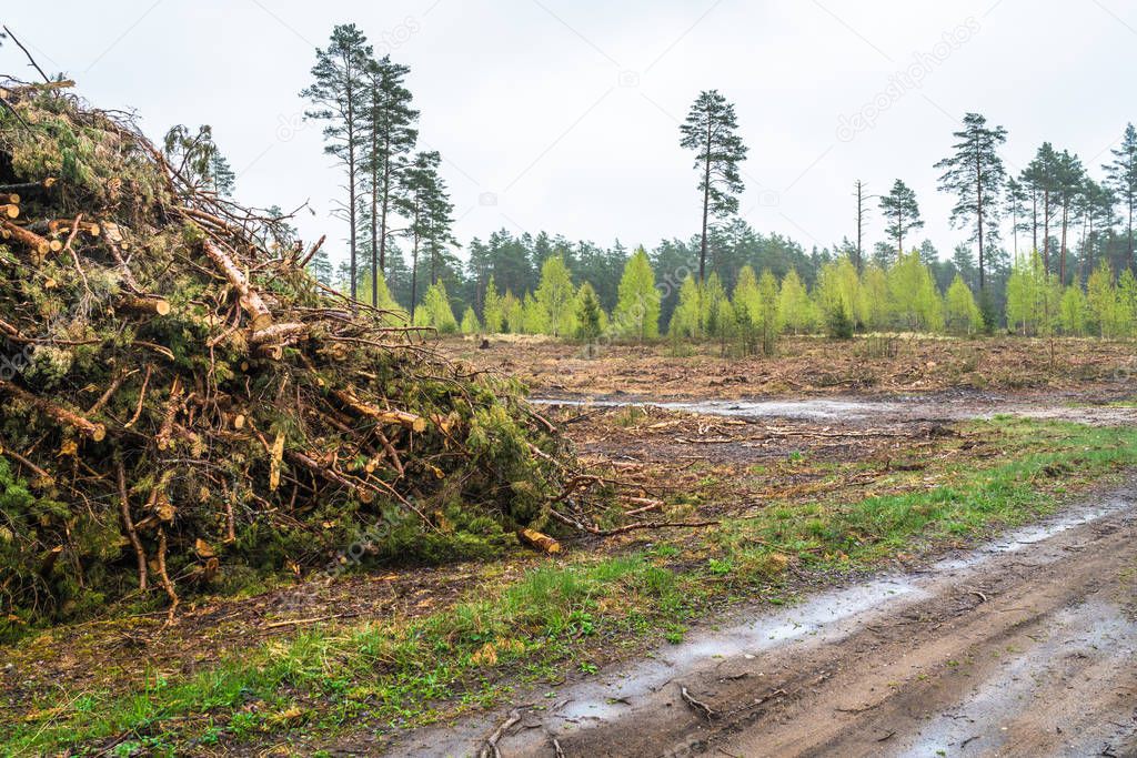 deforestation; felling pile with twigs in the foreground at the roadside and at the back young, medium and large trees