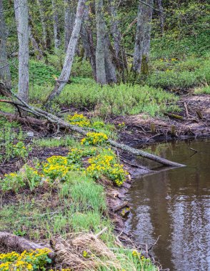 doğada bahar günü, kıyı boyunca birçok bitki kökleri ve çiçek sarı çiçekleri ile küçük nehir