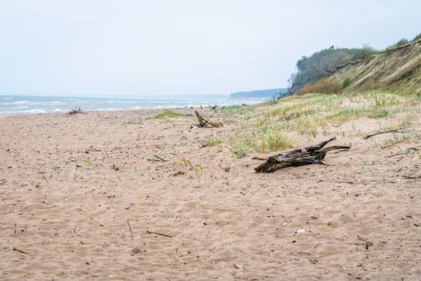 Morze Bałtyckie Piaszczysta Plaża Część Pnia Drzewa Leży Piasku Wzdłuż — Zdjęcie stockowe