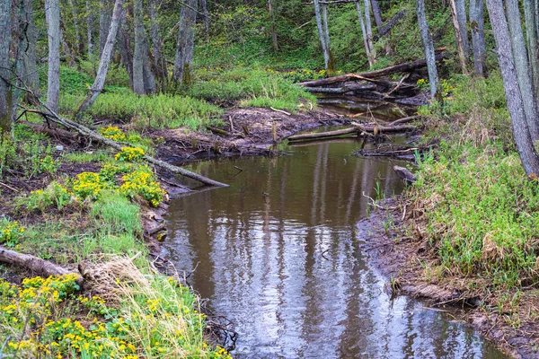 doğada bahar günü, kıyı boyunca birçok bitki kökleri ve çiçek sarı çiçekleri ile küçük nehir