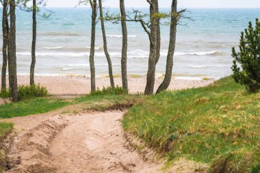 Baltık Denizi'nde bulutlu bir gün, kumullarda denize kumlu yol, deniz arka plan üzerinde ayrı ağaçlar
