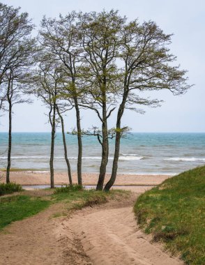 Baltık Denizi'nde bulutlu bir gün, kumullarda denize kumlu yol, deniz arka plan üzerinde ayrı ağaçlar