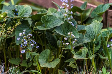kalın koyu yeşil yaprakları ve gövdeler üzerinde mavi güzel çiçekler ile bahçede süs bitki; yaz güneşli bir gün yeşil bahçe