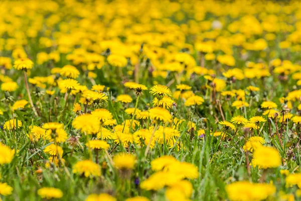 Yellow Dandelion Field Sharpened Center Picture Everything Blurred — Stock Photo, Image