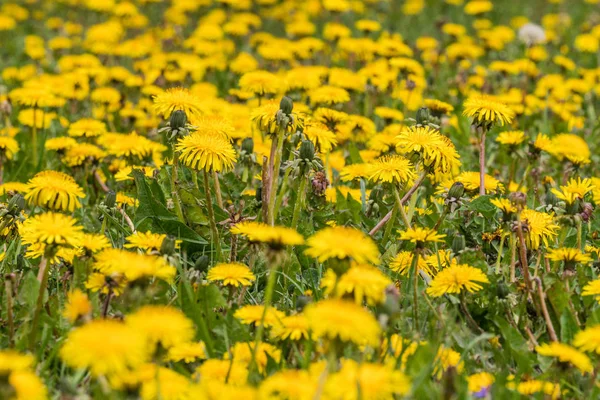 Yellow Dandelion Field Sharpened Center Picture Everything Blurred — Stock Photo, Image