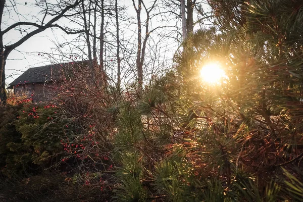 Światło Słoneczne Przez Drzewa Iglastowe Jesienią Mój Ogród Rodzinny Czerwone — Zdjęcie stockowe