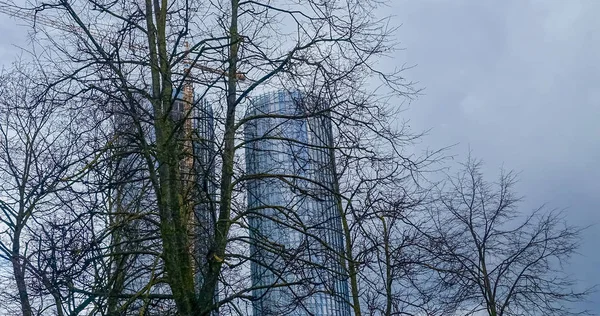 Bottom Träd Inte Löv Blå Himmel Bakgrund Bakom Träden Finns — Stockfoto