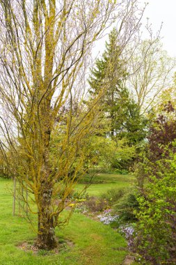 Baharda bahçede yapraksız piramit meşesi, süs bitkileri ve çiçeklerin yanında, hepsi açık yeşil