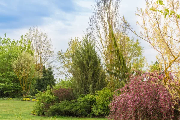 Grön Trädgård Våren Massor Prydnadsväxter Allt Ljusgrönt Med Blommande Hängande — Stockfoto