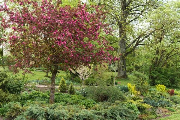 春には緑の庭 たくさんの観賞用植物 薄緑色の花紫色のリンゴが前景にあり 背中には様々な木があります — ストック写真