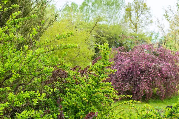 Jardin Vert Printemps Beaucoup Plantes Ornementales Tout Vert Clair Épine — Photo