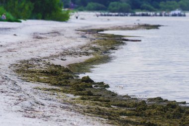 Deniz kıyısı, kenarında durulanmış yeşil deniz yosunu, yosun keskinliği.