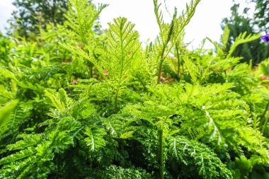 Bahçede parlak yeşil bir süs bitkisi ile yeşil resim, yapraklar ince tırtıklı kenarları vardır