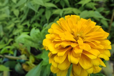 Koyu renkli sarı çiçek, yakın plan, yaz mevsiminde koyu yeşil arka plan üzerinde açık çiçek.