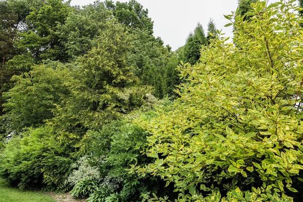 Baharda dekoratif bahçe ve sarı köpek üzümü; thuja ağaçları ve diğer bitkiler ve ağaçlar