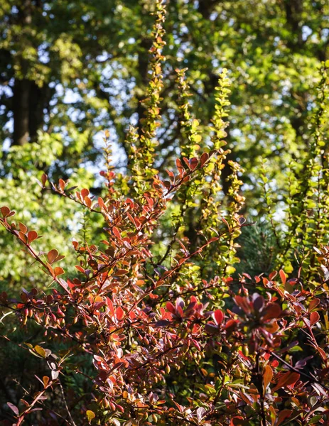 Καφέ Κλαδιά Barberry Φύλλα Και Αιχμηρά Αιχμές Και Φρούτα Πράσινο — Φωτογραφία Αρχείου