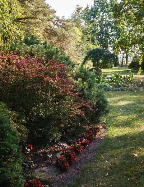 Kahverengi Böğürtlen Çalısı Dağ Çamı Çiçekler Ama Arkasında Süs Bahçesi — Stok fotoğraf