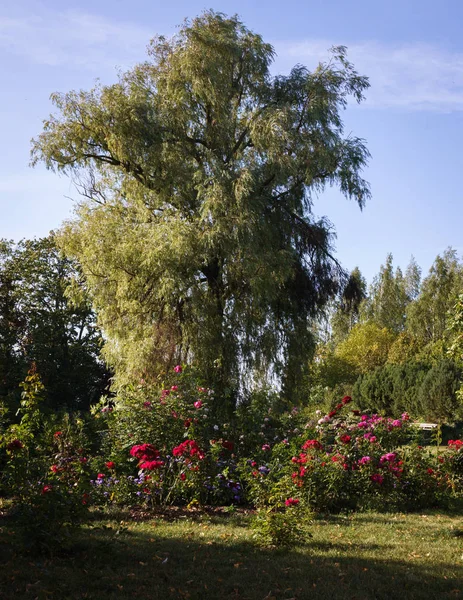 Blossoming Red Rose Garden Foreground Huge Old Willow Tree Back — Stock Photo, Image