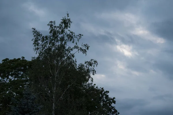 Sylwetka Brzozy Późnym Wieczorem Ciemnoniebieskim Zachmurzonym Tle Nieba Drzewa Liśćmi — Zdjęcie stockowe