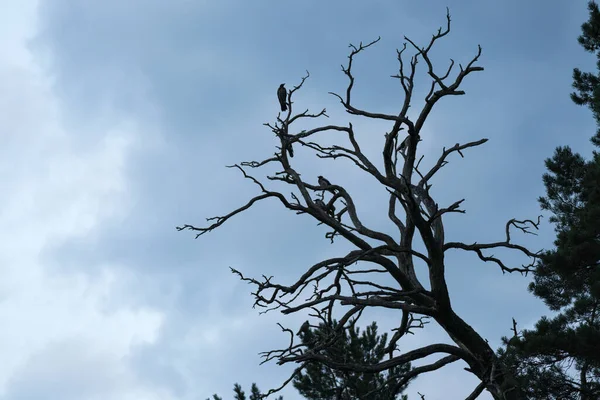 Silhuett Ett Vissnat Träd Sent Kvällen Mörkblå Himmel Bakgrund Kråkträd — Stockfoto