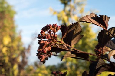 Dalların üzerindeki kahverengi Physocarpus çiçekleri bulanık arka planda yakın plan