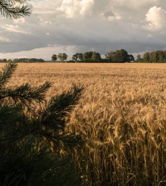 Mısır gevreği tarlası manzarası, hali hazırda sarı, manzarası ufukta ağaçlar var.