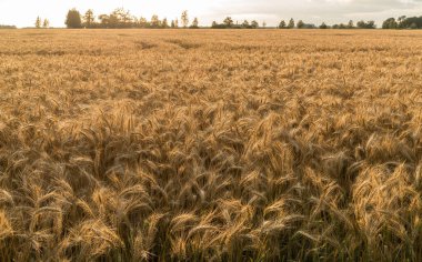 Mısır gevreği tarlası manzarası, hali hazırda sarı, manzarası ufukta ağaçlar var.