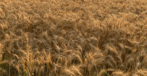 Gros Plan Des Épis Orge Champ Céréales Dorées Fond Naturel — Photo