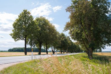 Yol, asfalt otoyol, kenarları boyunca büyük ağaçlar, beyaz bulutlu mavi gökyüzü.