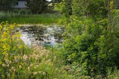 Kırsal bir alanda dar bir nehir, su otlarıyla kaplanmış, ön planda çimenler, bükülmüş ve ağaçlarla kaplı.