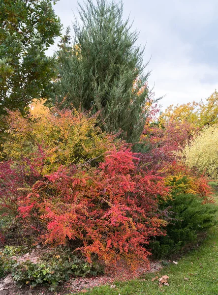 Plantas Ornamentais Muito Coloridas Jardim Outono Durante Dia — Fotografia de Stock