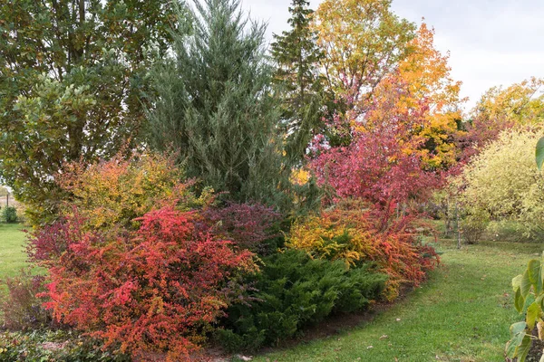 Πολύ Έντονα Χρωματιστά Διακοσμητικά Φυτά Στον Κήπο Του Φθινοπώρου Κατά — Φωτογραφία Αρχείου