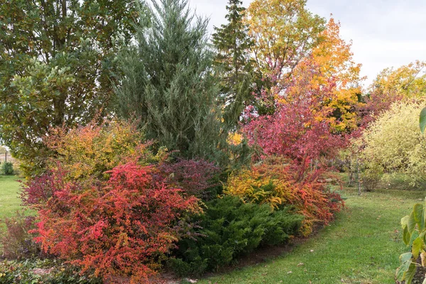 Zeer Felgekleurde Sierplanten Herfsttuin Overdag — Stockfoto