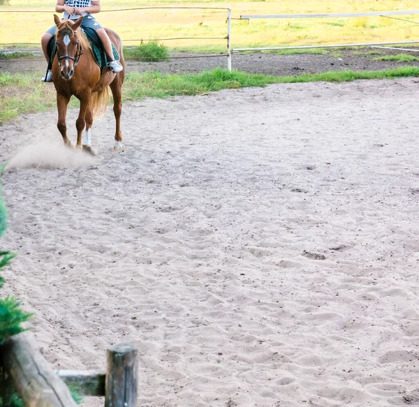 乗馬砂 日中は茶色の馬に乗ってライダー フリースペース — ストック写真