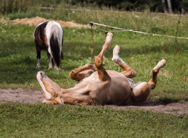 Genç bir tay kumlu bir yoldaki çayırda sırt üstü yuvarlanıyor, bacakları havada..