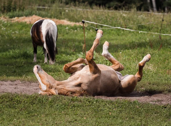 Genç bir tay kumlu bir yoldaki çayırda sırt üstü yuvarlanıyor, bacakları havada..