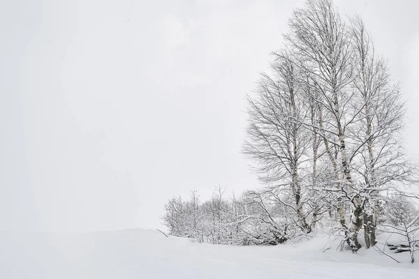 Paysage hivernal avec bouleaux dans la neige — Photo