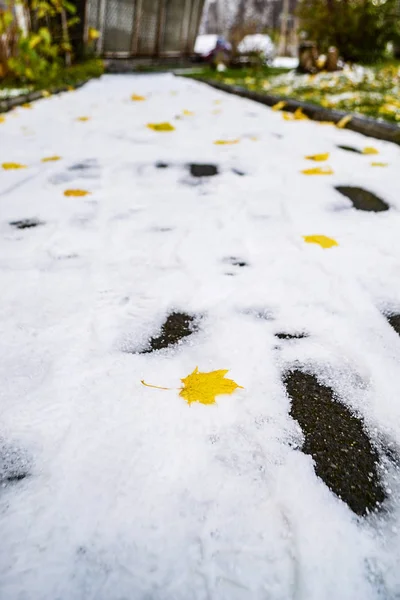 İlk kar. Karla kaplı patika üzerinde akçaağaç yaprakları — Stok fotoğraf