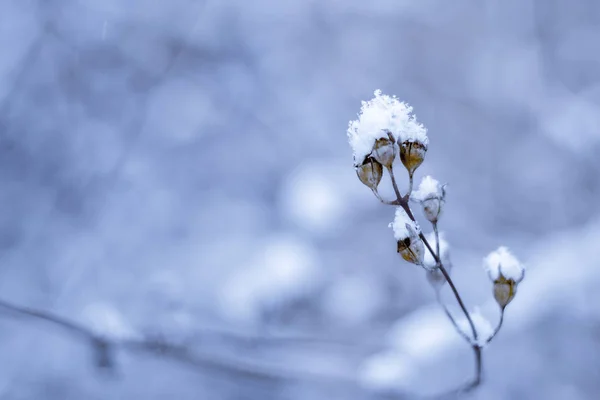 Plantera under snö. Kallt väder. Vinter dag — Stockfoto