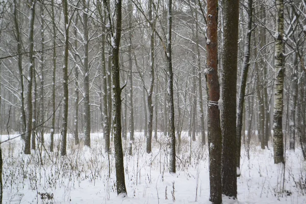 Paysage hivernal avec arbres nus dans une forêt enneigée . — Photo