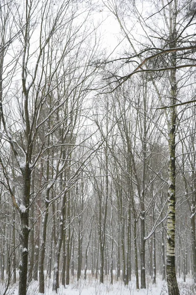 Paysage hivernal avec arbres nus dans une forêt enneigée . — Photo